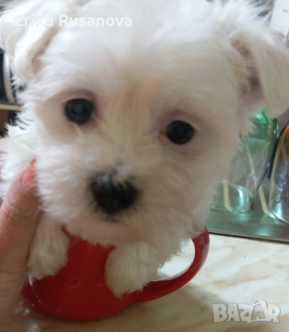 Малтийска мини болонка , снимка 2 - Болонка - 52777245