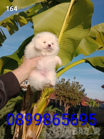 Бели Померани. Реални снимки от днес !!!, снимка 8 - Померан - 52719427