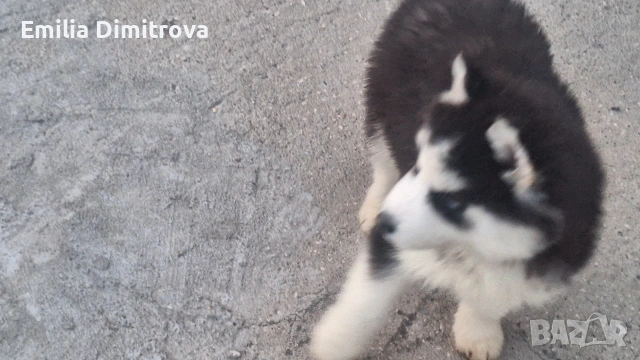 продавам кучета хъски та, снимка 6 - Хъски - 53781247