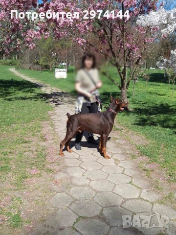 Мъжки Доберман за разплод, снимка 2 - Търси партньор - 50466810