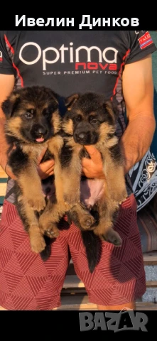 Развъдник за немска овчарка с родословие Бургас , снимка 1