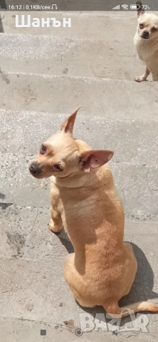 Продавам пинчери, снимка 4 - Пинчер - 53633730