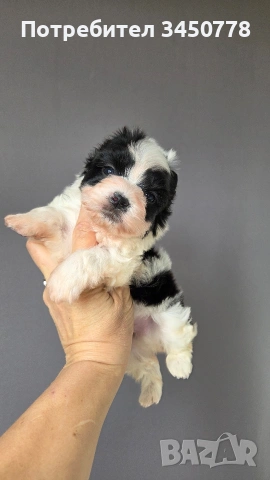 мини бивър момченце, снимка 7 - Йоркширски териер - 54224506