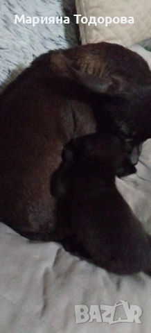 Пинчер, снимка 10 - Пинчер - 53447224