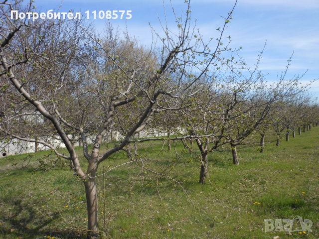 Ябълкова градина, снимка 4 - Градински цветя и растения - 44989459