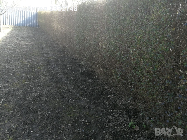 Жив плет разсад продавам , снимка 4 - Разсади - 53685754