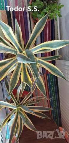 Агаве на 7 години