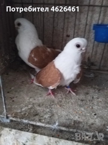 Кабаци, снимка 9 - Гълъби - 52482353