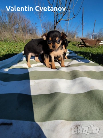  кученца , снимка 4 - Пинчер - 53499522