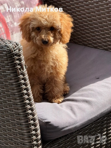 Той пудел , снимка 4 - Пудели - 53364001