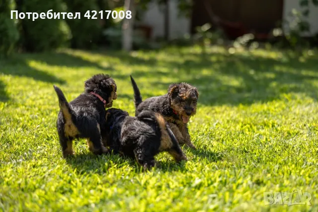 Уелски Териер welsh terrier , снимка 3 - Други - 47060691