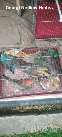 Продавам пойни папагали , снимка 7 - Папагали - 53620175