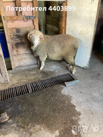 Овен Старопланински Цигай , снимка 8 - Овце - 53465184