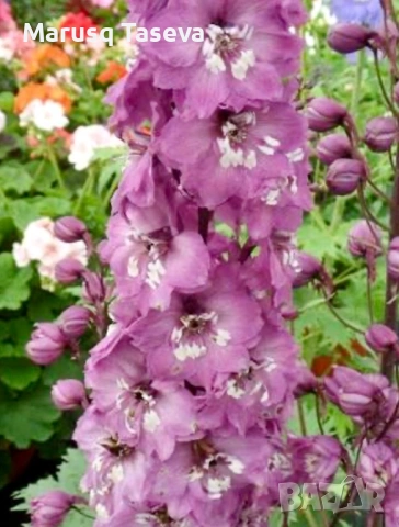 Делфиниум -10 вида , снимка 13 - Градински цветя и растения - 53818064