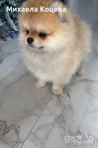 Мини Померани 