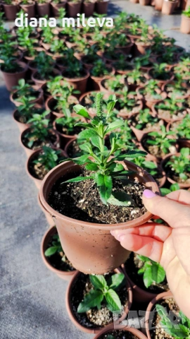 Розова Вероника, Veronica spicata ‘Anniversary Rose’, снимка 11 - Градински цветя и растения - 54139863