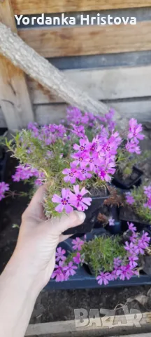 Лилав флокс, снимка 1