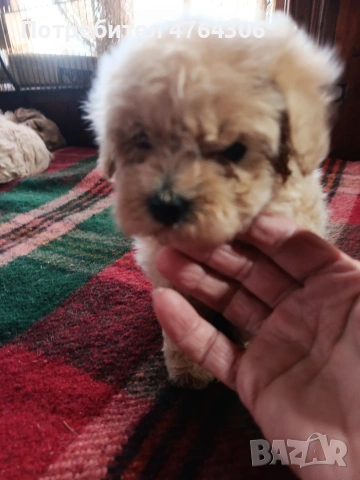 Малтипу, снимка 5 - Други - 53827276