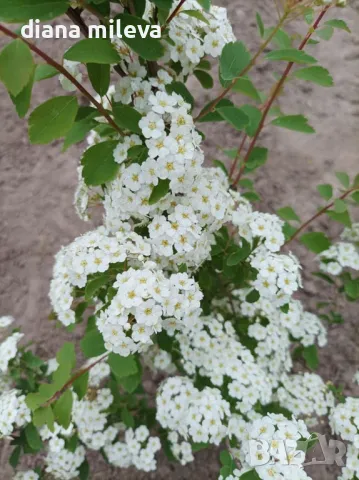 Спирея Майски сняг, Spiraea Vanhouttei, студоустойчива, снимка 10 - Градински цветя и растения - 47766421