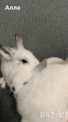 Останах двечки деративни зайчета , снимка 2 - Декоративни зайчета - 54001702