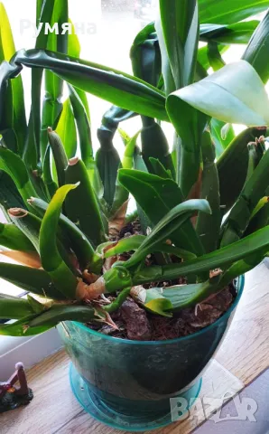 Орхидея Камбрия