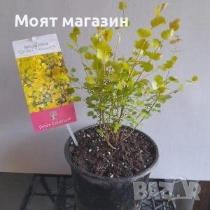 Жълта бреза джудже, снимка 4 - Градински цветя и растения - 53650006