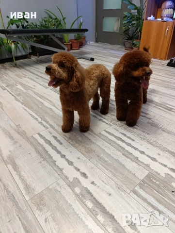 пудел , снимка 4 - Пудели - 54066779