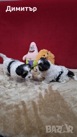 Бийвър йоркширски териер, снимка 4 - Йоркширски териер - 53458898