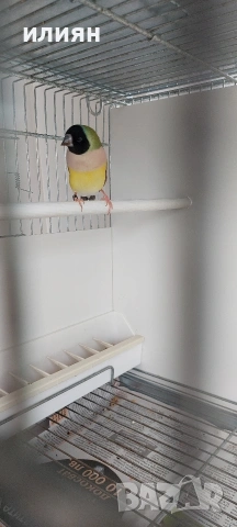 Среброклюни,Японски,Гулдови амадини, снимка 7 - Амадини - 53488807