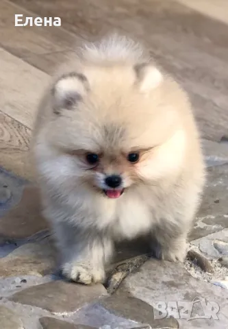 Померани, снимка 1