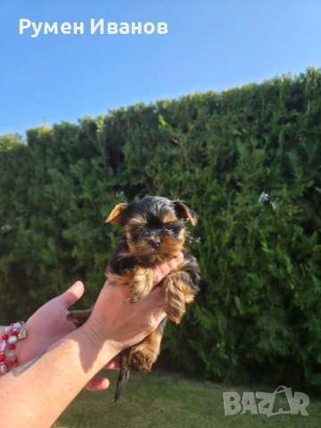 Съкровища малки, снимка 7 - Йоркширски териер - 53864715