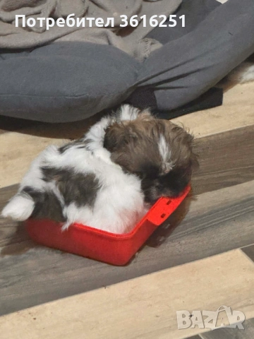 Мъжко пекинезче