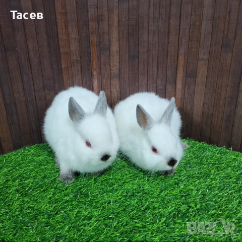 Декоративни зайчета