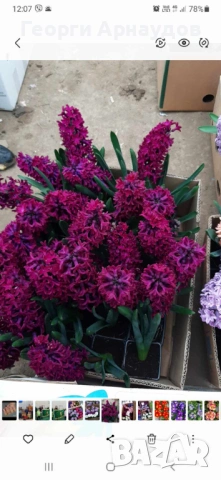 Зюмбюлл, снимка 13 - Градински цветя и растения - 53247943