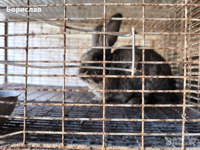 Продавам зайци , снимка 4 - Други - 53848476