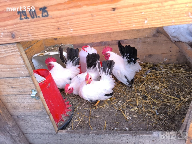 петли млади Шабо декоративни , снимка 7 - Кокошки и пуйки - 48935777