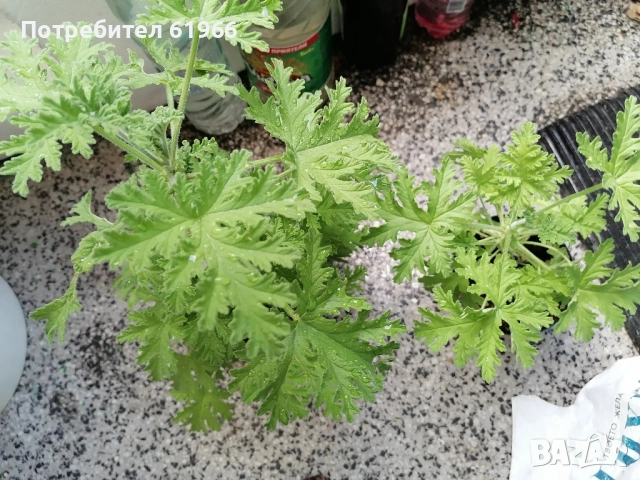 Красиво Холандско и българско индришета! , снимка 8 - Градински цветя и растения - 46921059