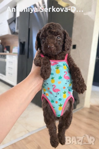 Пудел Мини/Poodle Mini