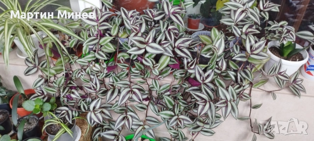 Tradescantia zebrina, снимка 2 - Стайни растения - 51996609