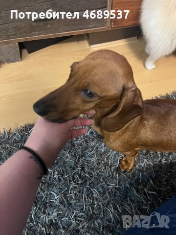 Две игриви момчета търсят своя любящ стопанин , снимка 8 - Дакели - 52869703