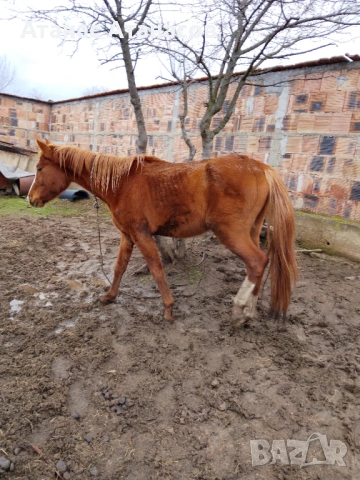 Продава се , снимка 2 - Коне - 53559963