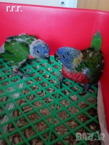 Работещи двойки папагали многоцветно лори., снимка 4 - Папагали - 46403187