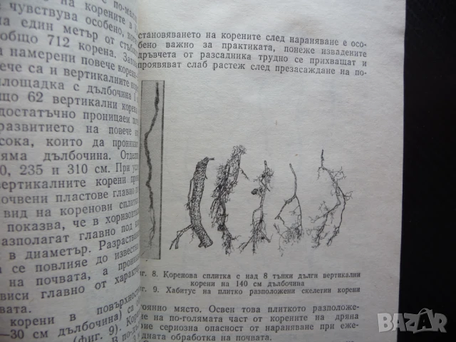 Едроплоден дрян Цоло Цолов отглеждане торене бране компот плод, снимка 2 - Специализирана литература - 51064711