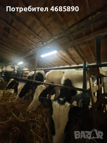 Телета , снимка 2 - Крави - 53726527