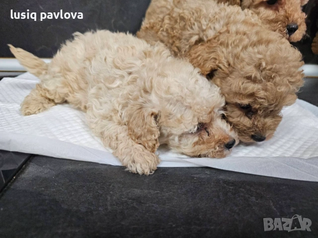 Пудел той, снимка 11 - Пудели - 53214749