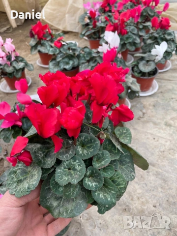 Карамфил и циклама, снимка 6 - Градински цветя и растения - 53939795