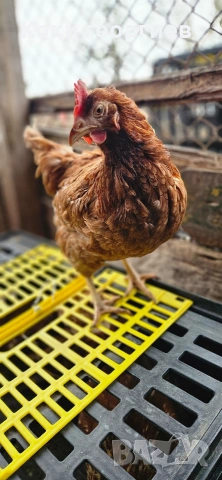 продавам кокошки носачки ломан Браун за яйца на 12 месеца 