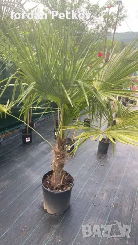 Трахикарпус , снимка 1