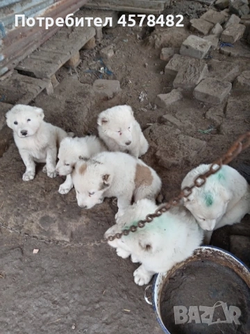 продава кученца азиатска овчарка