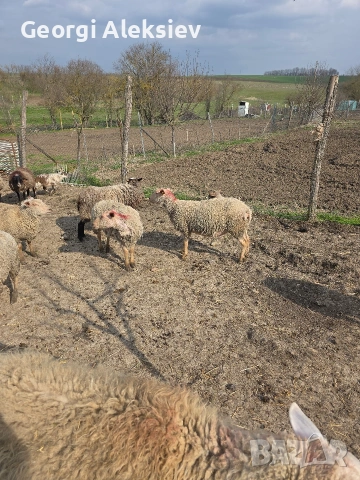 23 броя овце от месодайни породи , снимка 2 - Овце - 54155783